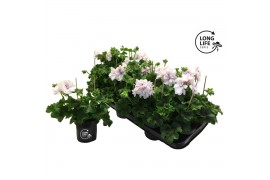 Pelargonium peltatum double white longlife