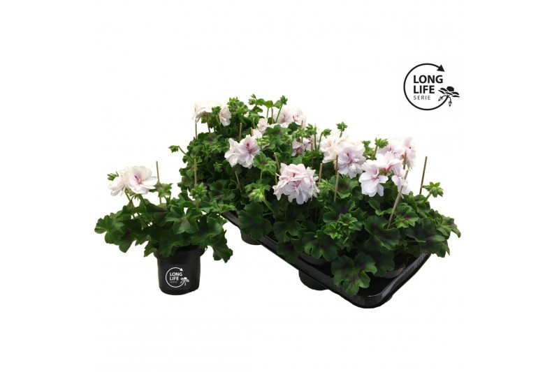 Pelargonium peltatum double white longlife 