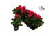 Pelargonium zonale grp f1 hot pink longlife 