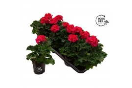 Pelargonium zonale grp f1 hot pink longlife