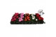 Pelargonium zonale grp f1 mixlaag longlife 