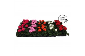 Pelargonium zonale grp f1 mixlaag longlife