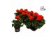 Pelargonium zonale grp f1 orange longlife 
