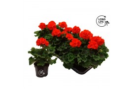 Pelargonium zonale grp f1 orange longlife