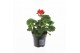 Pelargonium zonale grp f1 orange longlife 