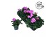 Pelargonium zonale grp f1 purple longlife 