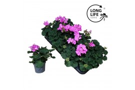 Pelargonium zonale grp f1 purple longlife