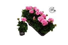 Pelargonium zonale grp f1 pink longlife