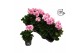 Pelargonium zonale grp f1 white pink longlife 