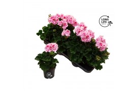 Pelargonium zonale grp f1 white pink longlife