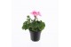 Pelargonium zonale grp f1 white pink longlife 