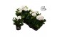 Pelargonium zonale grp f1 white longlife 