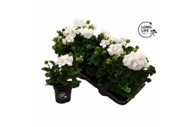 Pelargonium zonale grp f1 white longlife