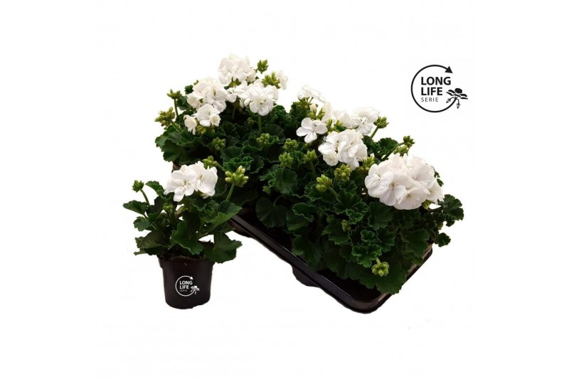 Pelargonium zonale grp f1 white longlife 
