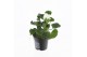 Pelargonium zonale grp f1 white longlife 