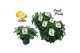 Pelargonium graveolens Fresh&Fruity® Mosquito Fighter 
