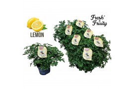 Pelargonium graveolens Fresh&Fruity® Mosquito Fighter