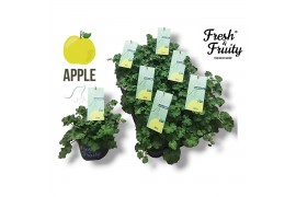 Pelargonium welrieke mix Fresh&Fruity® Apple Fresh