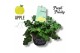 Pelargonium welrieke mix Fresh&Fruity® Apple Fresh 