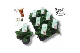 Pelargonium welrieke mix Fresh&Fruity® Cola fresh