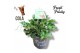Pelargonium welrieke mix Fresh&Fruity® Cola fresh 