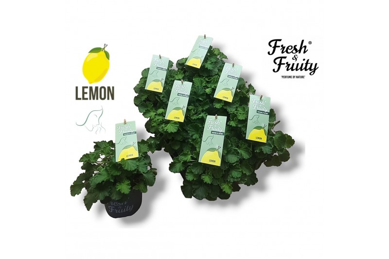 Pelargonium welrieke mix Fresh&Fruity® Lemon Fresh 