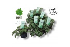 Pelargonium welrieke mix Fresh&Fruity® Mint Fresh