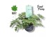 Pelargonium welrieke mix Fresh&Fruity® Mint Fresh 