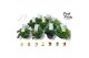 Pelargonium welrieke mix Fresh&Fruity® Mixlaag 