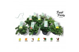Pelargonium welrieke mix Fresh&Fruity® Mixlaag