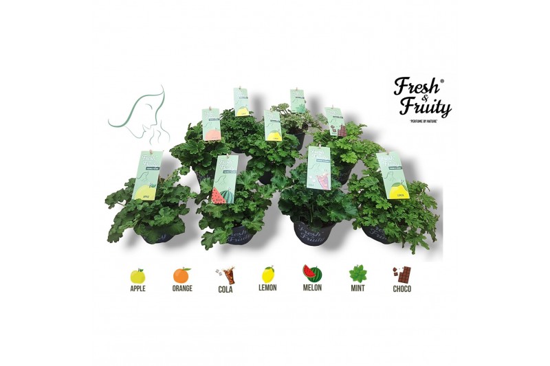 Pelargonium welrieke mix Fresh&Fruity® Mixlaag 