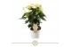 Anthurium andr. yellow champion vanilla 