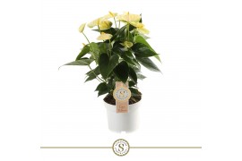 Anthurium andr. yellow champion vanilla