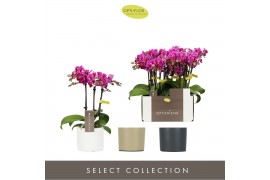 Phalaenopsis multiflora paars Optifriend Fay 3 spike in mix Toscane