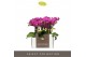 Phalaenopsis multiflora paars Optifriend Fay 3 spike in mix Toscane 