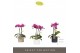 Phalaenopsis multiflora paars Optifriend Fay 3 spike in mix Toscane 