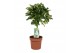 Schefflera arboricola gold capella gevlochten stam 