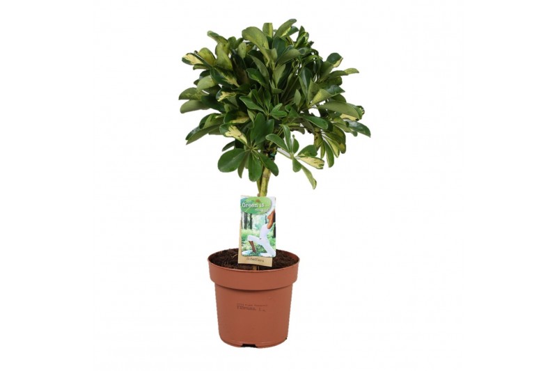 Schefflera arboricola gold capella gevlochten stam 