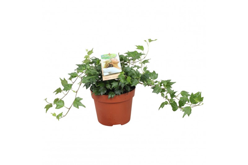 Hedera jessica helix 9pp - 20-25cm Rank 