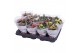 Kalanchoe rosalina mix royale 
