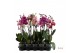 Phalaenopsis mix 2 tak - 45/50cm 