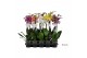 Phalaenopsis mix 2 tak - 45/50cm 