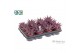 Haworthia spider white Make Upz Pink 