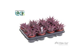 Haworthia spider white Make Upz Pink