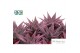 Haworthia spider white Make Upz Pink 