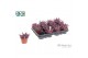 Haworthia spider white Make Upz Pink 