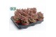 Cotyledon ladysmithiensis Make Upz Pink 