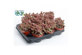 Cotyledon ladysmithiensis Make Upz Pink