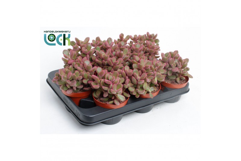 Cotyledon ladysmithiensis Make Upz Pink 