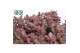 Cotyledon ladysmithiensis Make Upz Pink 